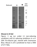 Mouse Recombinant IL-19 (from E. coli)