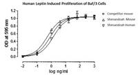Human Recombinant Leptin (from E. coli)