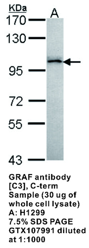 Rabbit Polyclonal antibody to GRAF (Rho GTPase activating protein 26)