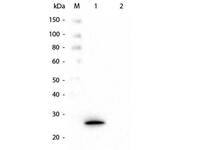 Anti-GSTK1 Mouse Monoclonal Antibody [Clone: 16A11.E4.E3.E7]
