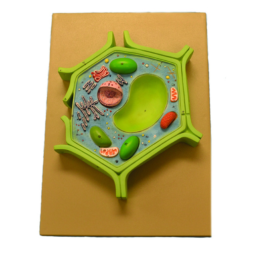 Model Plant Cell, separated in 4 parts