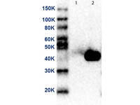 Anti-MAP2K2 Mouse Monoclonal Antibody (HRP) [Clone: 19G10.F1.E2]