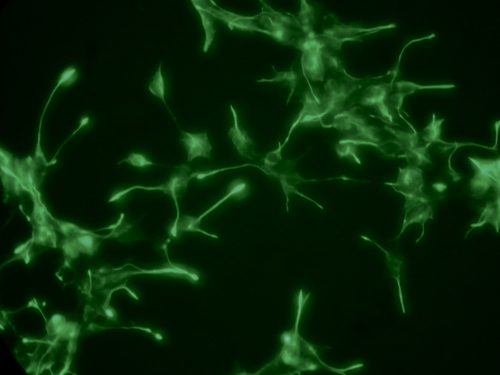 CELLS PROGEN HUMAN IPSC-DER NEURAL