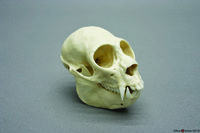 BoneClones® Animal Skulls, Primates