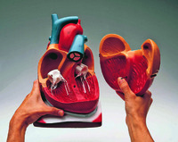 Denoyer-Geppert® Giant Heart Model