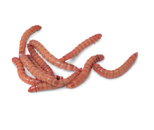 Ward's® Live Mealworm Larvae, Pupae and Beetles (Tenebrio)