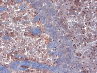 Anti-KCNA6 Mouse Monoclonal Antibody [clone: S19-36]