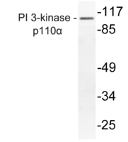 Anti-PI 3 Kinase catalytic subunit alpha Rabbit Polyclonal Antibody