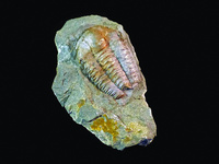 Ellipsocephalus hoffi (Cambrian) czech rep