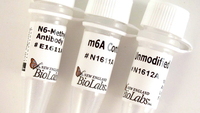 Epimark N6-Methyladenosine Enrichment Kit, New England Biolabs
