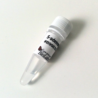 S-adenosylmethionine (SAM) (32mM), New England Biolabs