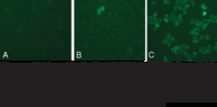 Sulfenylated Protein Cell-Based Detection Kit, Cayman Chemical