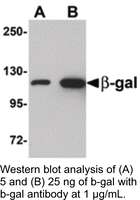 Anti-GLB1 Chicken Polyclonal Antibody