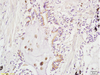 Anti-ARHGAP24 Rabbit Polyclonal Antibody