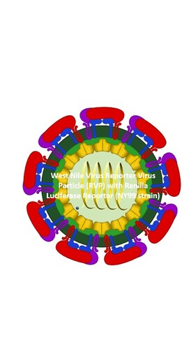 West Nile Virus (WNV) Reporter Virus Particle (RVP) with Renilla Luciferase Reporter
