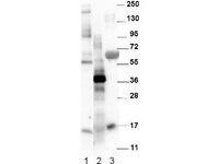 Anti-GDF15 Rabbit Polyclonal Antibody