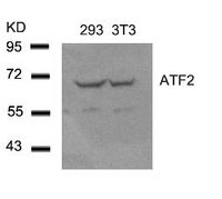 Anti-ATF2 Rabbit Polyclonal Antibody