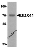 Anti-DDX41 Rabbit Polyclonal Antibody
