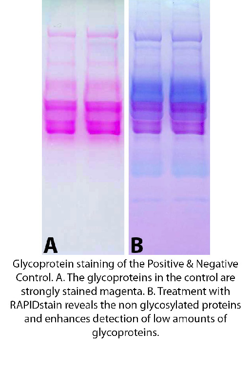 Glycoprotein Staining Kit, GBiosciences Electrophoresis Stains