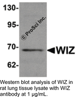 Anti-WIZ Rabbit Polyclonal Antibody