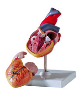 3B Scientific® Classic Heart Model