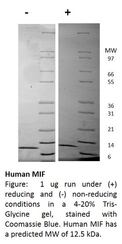 Human Recombinant MIF (from <i>E. coli</i>)