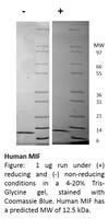 Human Recombinant MIF (from E. coli)