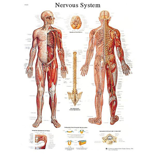 CHART NERVOUS