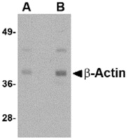 Anti-ACTB Chicken Polyclonal Antibody