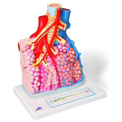 Model Pulmonary Lobule with Surrounding Blood Vessels