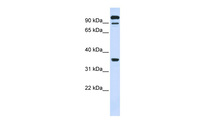 Anti-PTPRE Rabbit Polyclonal Antibody