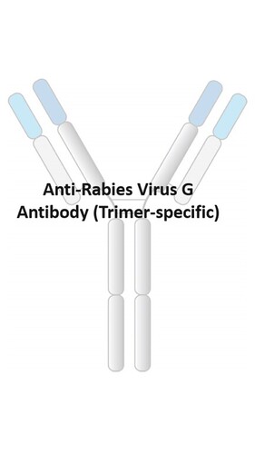 Anti-Rabies Human Recombinant Antibody [clone: RV29]