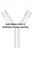Anti-Rabies Human Recombinant Antibody [clone: RV29]