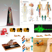 Advanced Nervous System Teaching Bundle