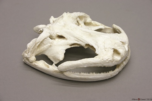 MODEL CHINESE GIANT SALAMANDER SKULL