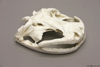 BoneClones® Chinese Giant Salamander Skull