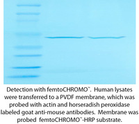 femtoCHROMO™- HRP Kit for Chromogenic Detection, G-Biosciences