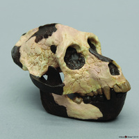 Bone Clones® Hominids Skull Series