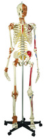 Rudiger® Best Of Rudiger Skeleton