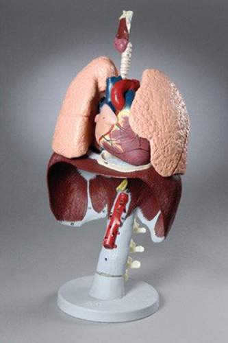 Model Respiratory Organ 16x9x71/2 inch