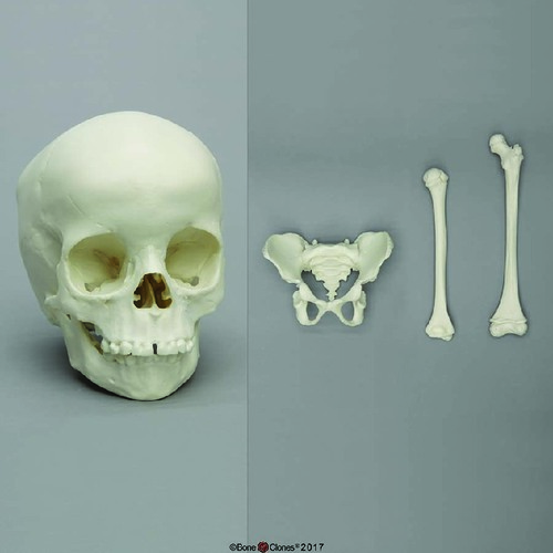 BoneClones® Skeletal Comparison Set