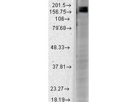 Anti-SHANK2 Mouse Monoclonal Antibody [clone: S23b-6]