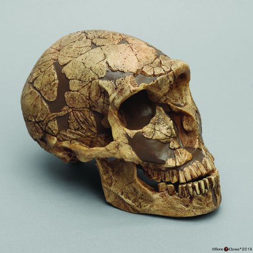 Model H.Neanderthal Skull La Ferrassie 1