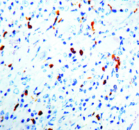 Anti-IgL Mouse Antibody [clone: N10/2]