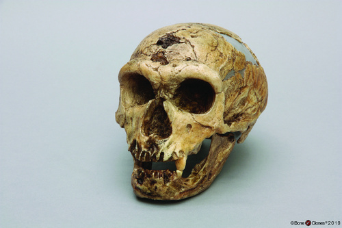 Model Nean Skull La Chapelle-Aux-Saints