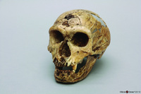 Bone Clones® Homo neanderthalensis Skull La Chapelle-aux-Saints