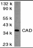 Anti-DFFB Rabbit Polyclonal Antibody