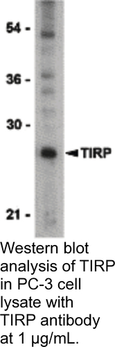 Antibody TIRP 0.1MG