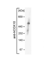 Anti-COX10 Rabbit Polyclonal Antibody