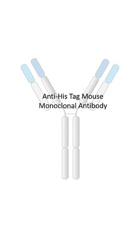 Anti-His Tag Mouse Monoclonal Antibody [clone: mRV7]